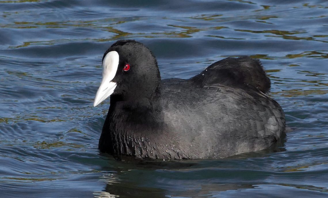 Coot title image