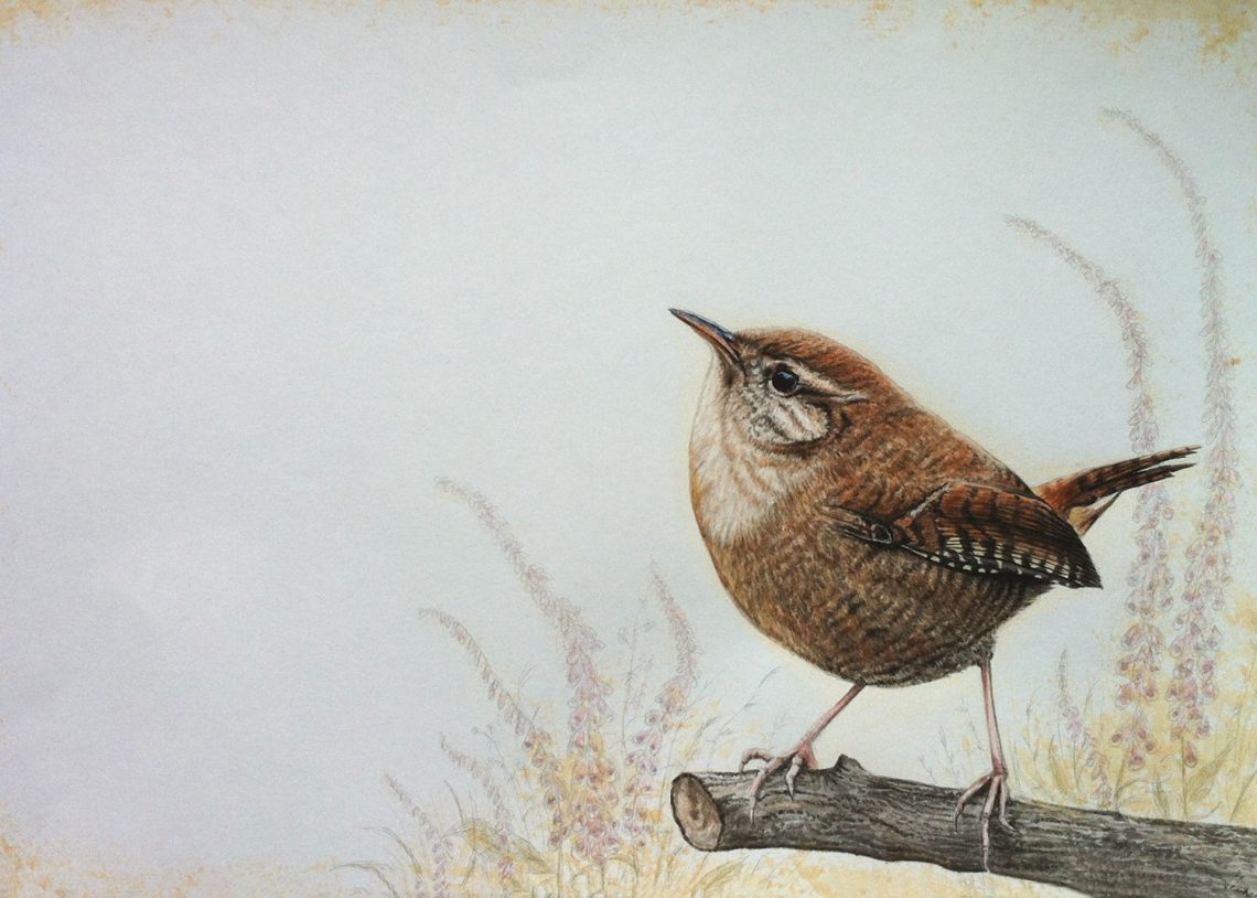 Wren Watercolour