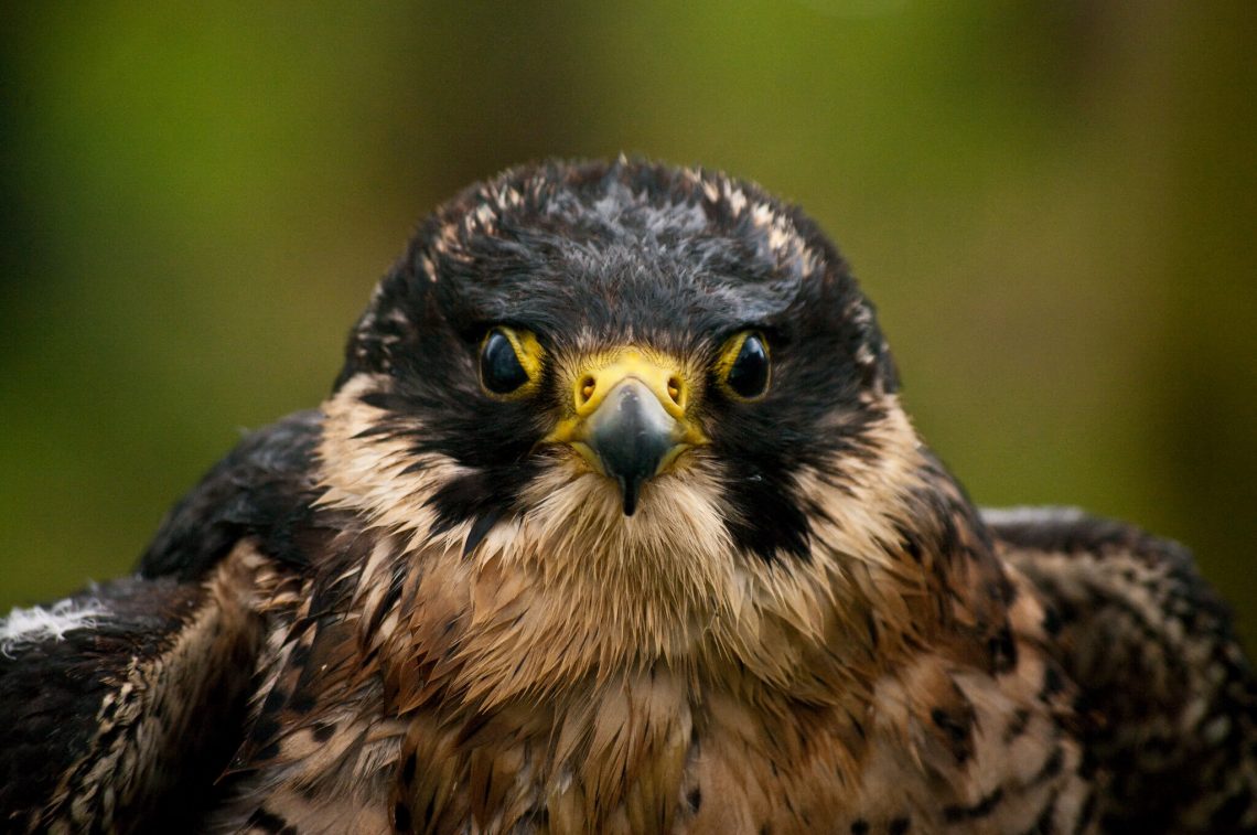 peregrine-falcon-flickr